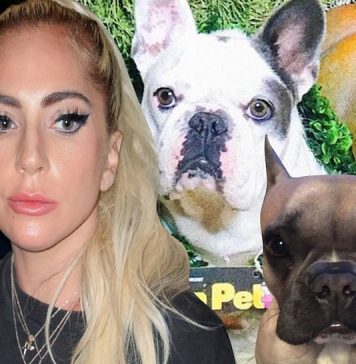 LADY GAGA DOG WALKER SHOT, BULLDOGS STOLEN … $500,000 Offered For Return